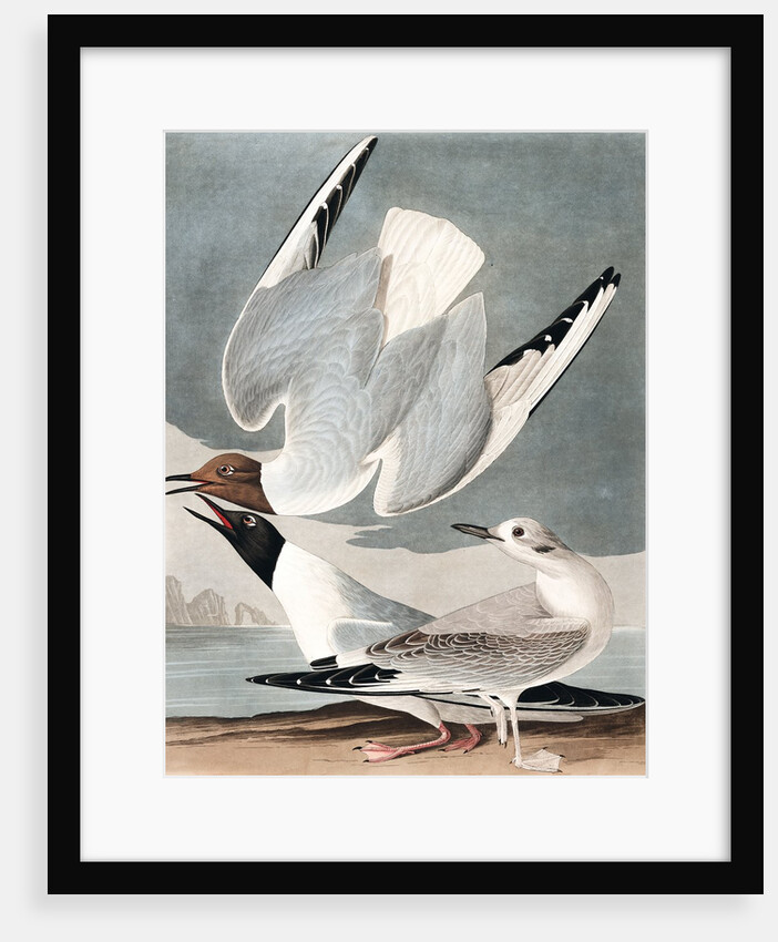 Bonapartian Gull, Larus Bonapartii, 1845 by John J. Audubon