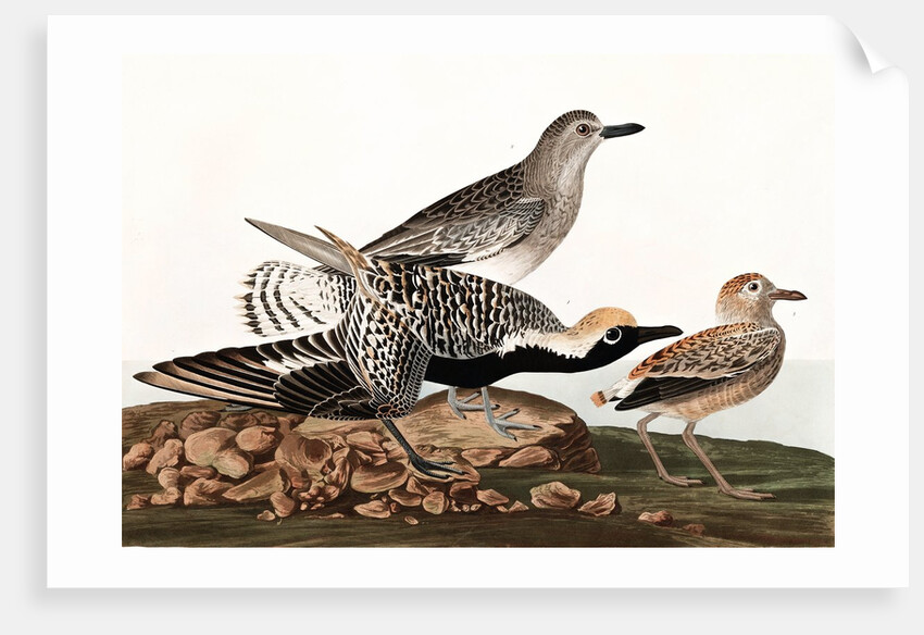 Black Bellied Plover, Charadrius Helveticus, 1845 by John J. Audubon