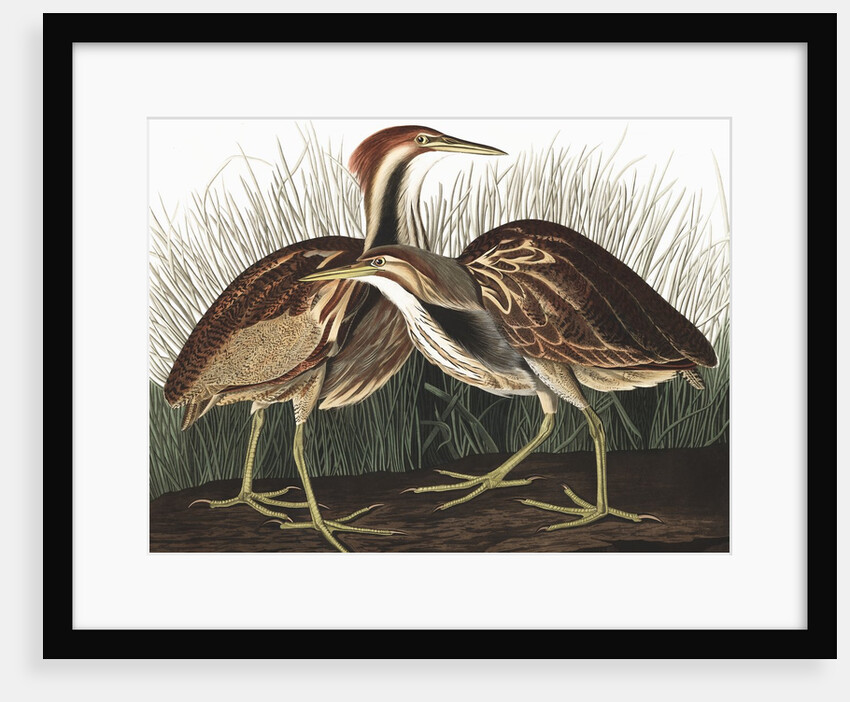 American Bittern, Botaurus Lentiginosus, 1845 by John J. Audubon