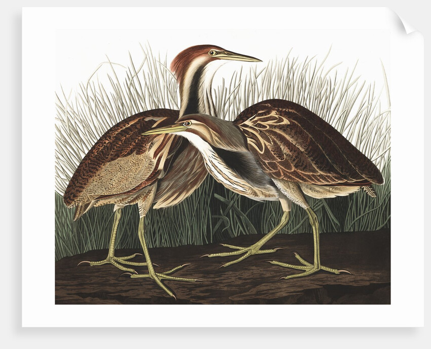 American Bittern, Botaurus Lentiginosus, 1845 by John J. Audubon