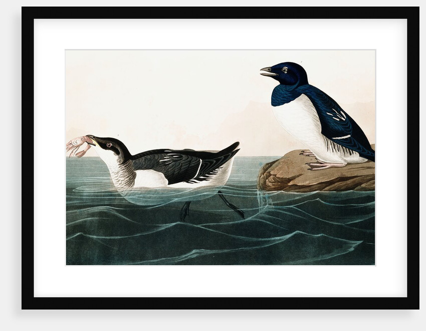 Little Auk, Uria Alle, 1845 by John J. Audubon
