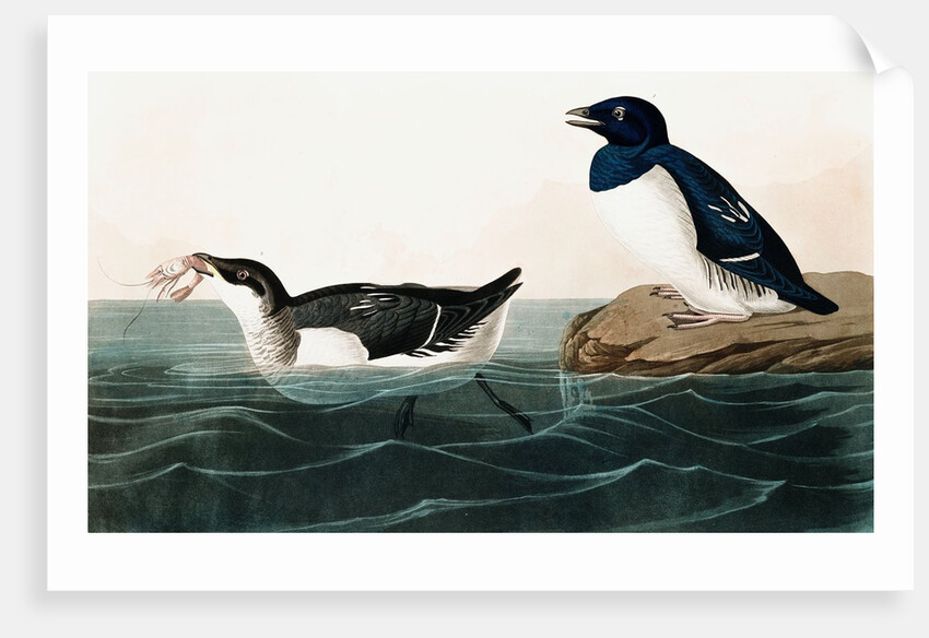 Little Auk, Uria Alle, 1845 by John J. Audubon