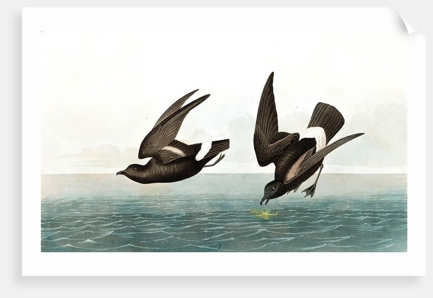 Least Stormy Petrel, Thalassidroma Pelagica, 1845 by John J. Audubon