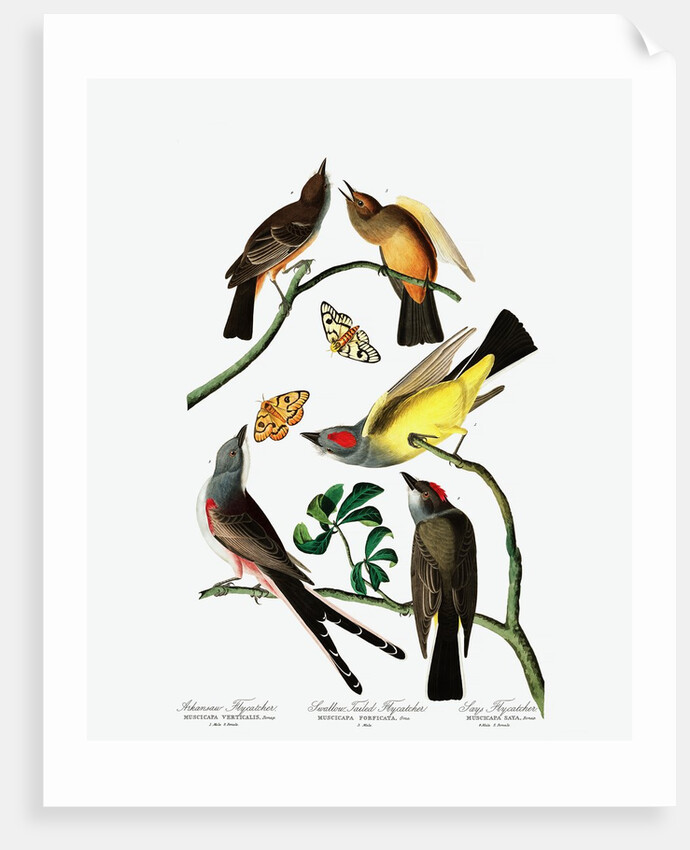 Three Varieties of Flycatcher, 1845 by John J. Audubon