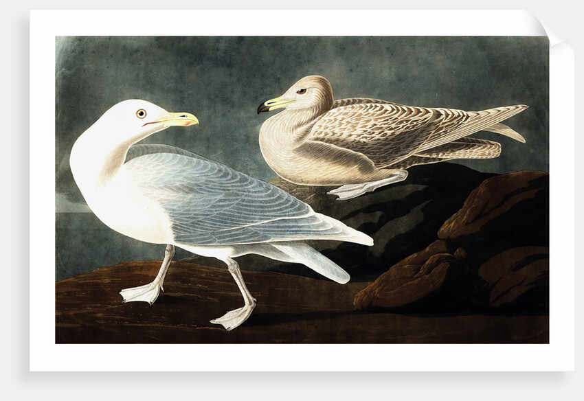 Burgomaster Gull, Larus Glaucus, 1845 by John J. Audubon