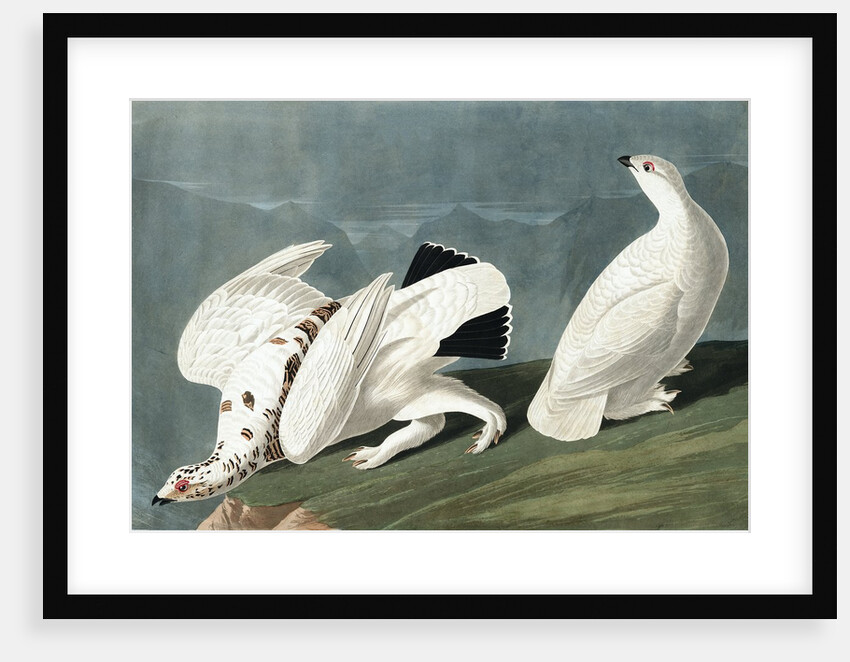 American Ptarmigan, Tetrao Mutus: White Tailed Grous, Tetrao Leucurus, 1845 by John J. Audubon