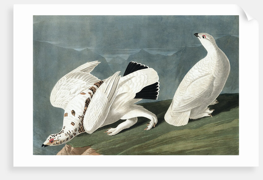 American Ptarmigan, Tetrao Mutus: White Tailed Grous, Tetrao Leucurus, 1845 by John J. Audubon