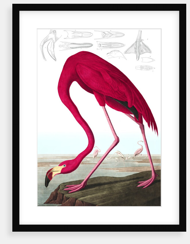 American Flamingo, Phoenicopterus Ruber, 1845 by John J. Audubon