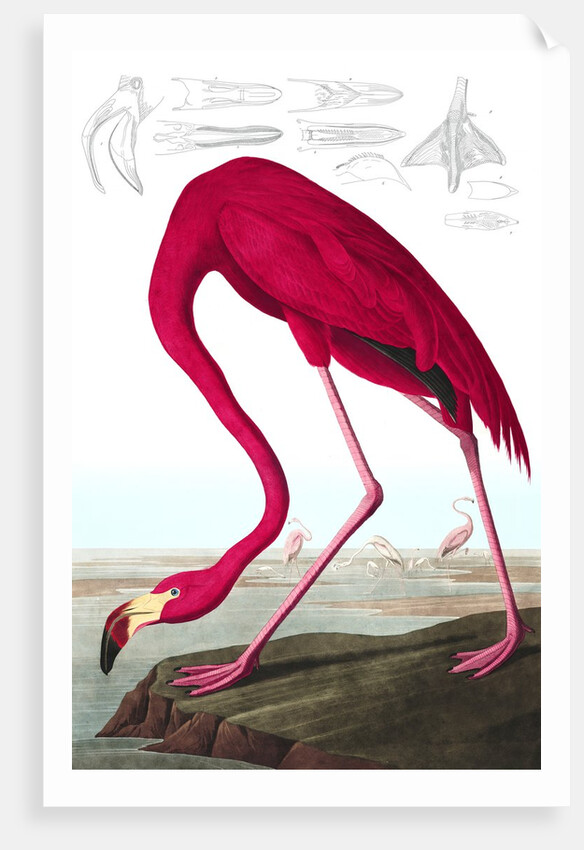 American Flamingo, Phoenicopterus Ruber, 1845 by John J. Audubon