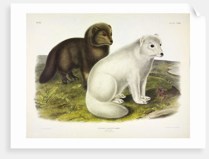 Arctic Fox, Vulpes Lagopus, 1845 by John J. Audubon