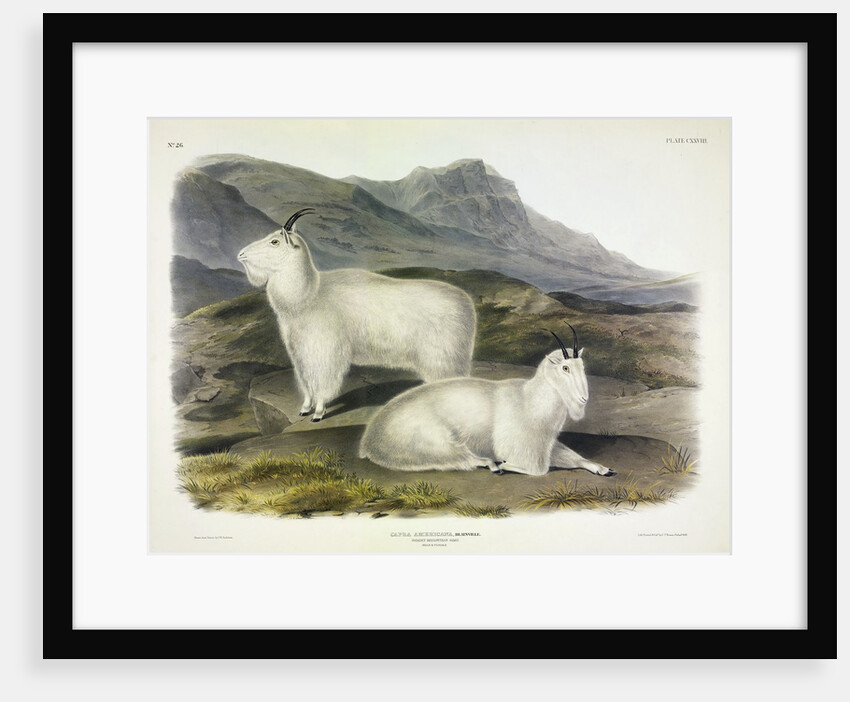 Rocky Mountain Goat, Capra Americana, 1845 by John J. Audubon