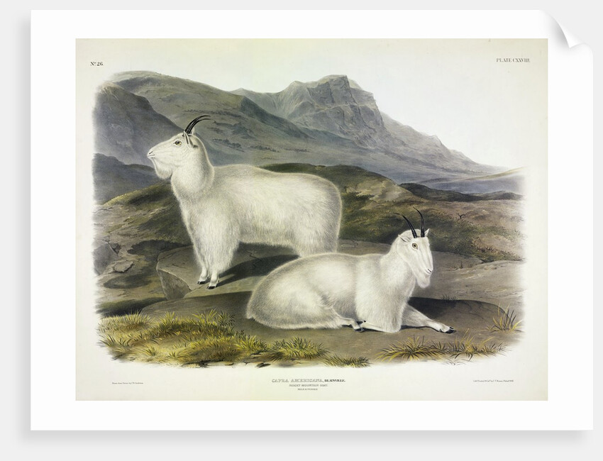 Rocky Mountain Goat, Capra Americana, 1845 by John J. Audubon