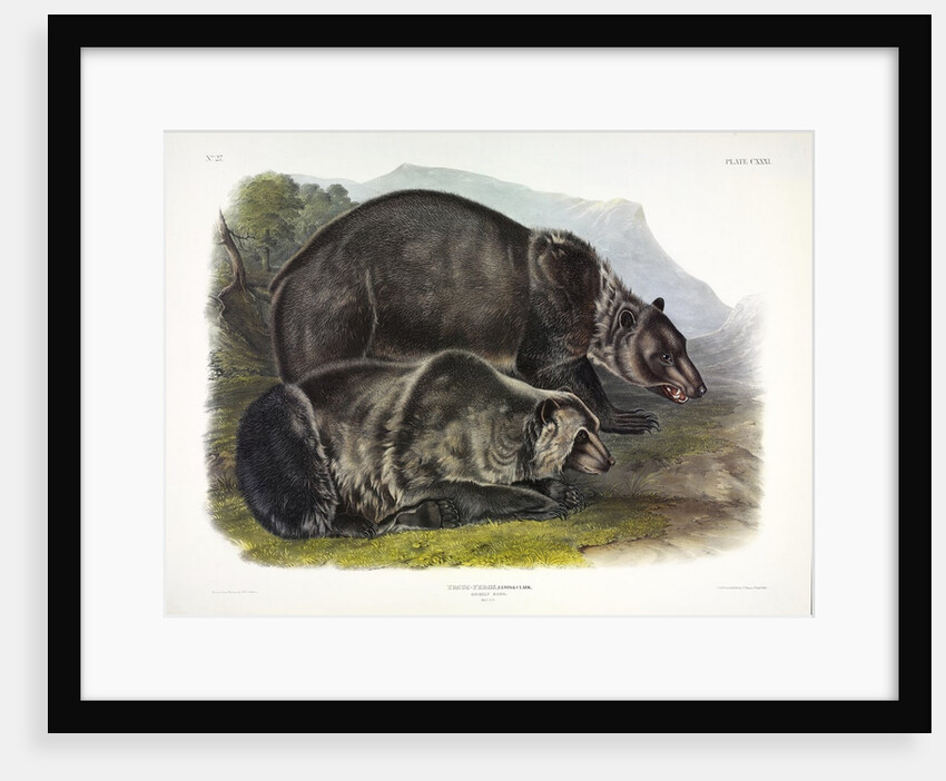 Grizzly Bear, Ursus Freox, 1845 by John J. Audubon