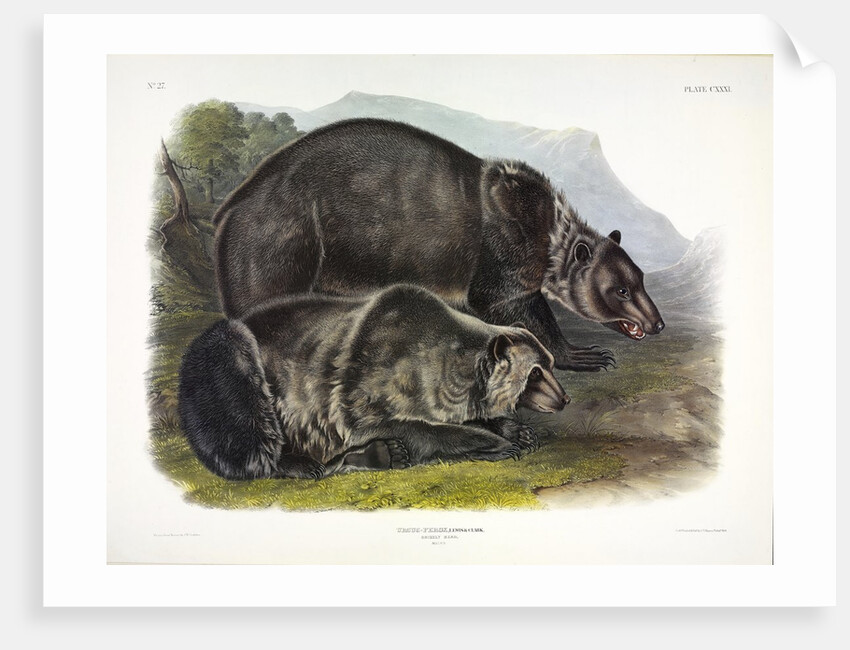 Grizzly Bear, Ursus Freox, 1845 by John J. Audubon