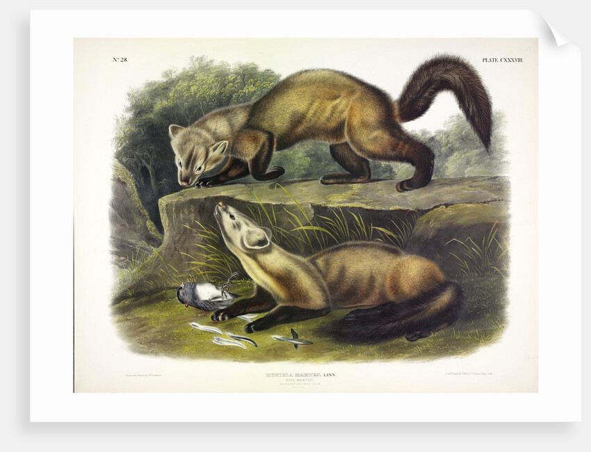 Pine Marten, Mustela Martes, 1845 by John J. Audubon