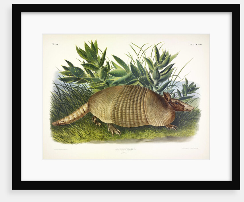 Nine-Banded Armadillo, Dasypus Peba, 1845 by John J. Audubon