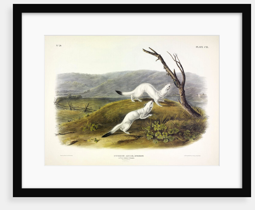 Litle Nimble Weasel, Putorius Agilis, 1845 by John J. Audubon