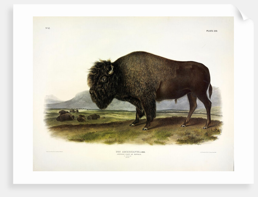 American Bison, Bos Americanus, 1845 by John J. Audubon