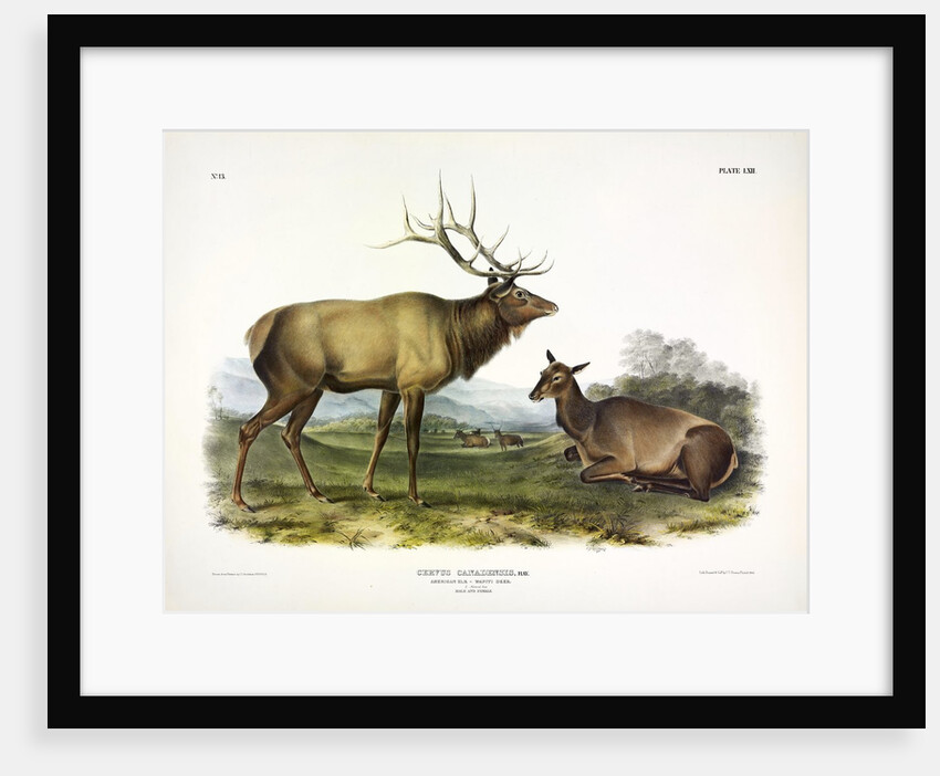 American Elk, Cervus Canadensis, 1845 by John J. Audubon