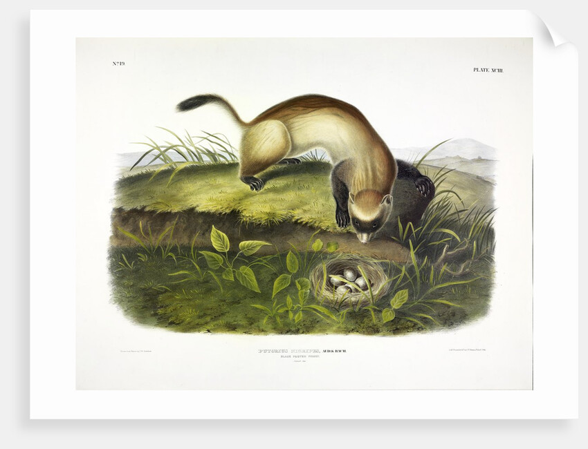 Black Footed Ferret, Putorius Nigripes, 1845 by John J. Audubon