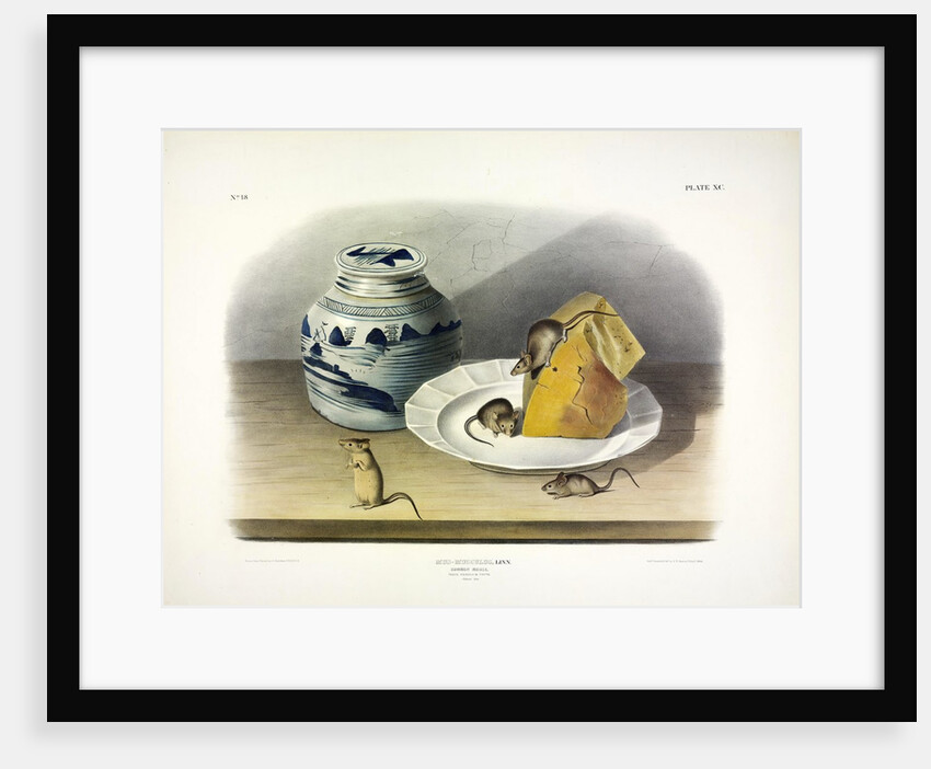 Common Mouse - Male, Female and Young, 1845 by John J. Audubon