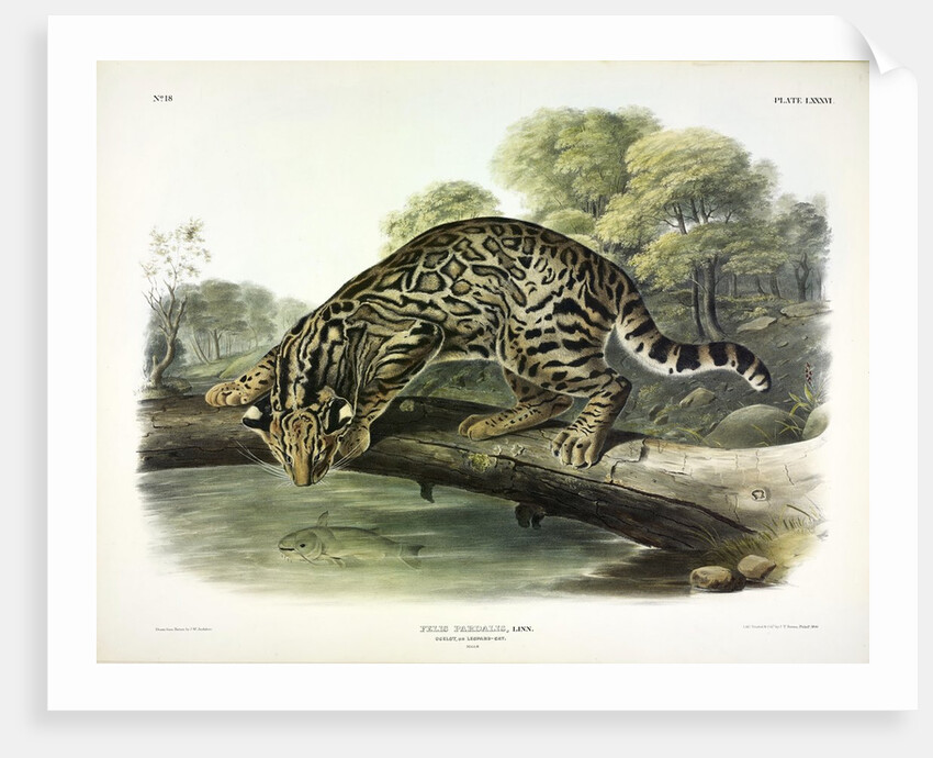 Ocelot, Felis Pardalis, 1845 by John J. Audubon