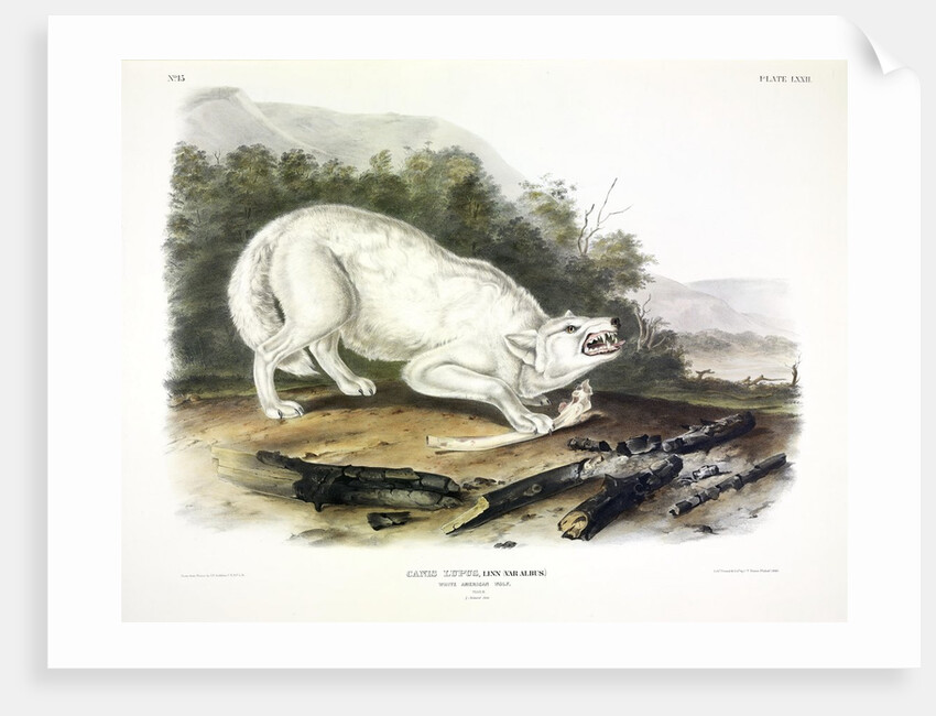 White American Wolf, Canis Lupus. 1845 by John J. Audubon
