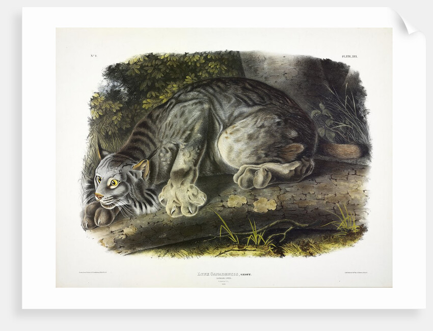 Canada Lynx, Lynx Canadensis, 1845 by John J. Audubon