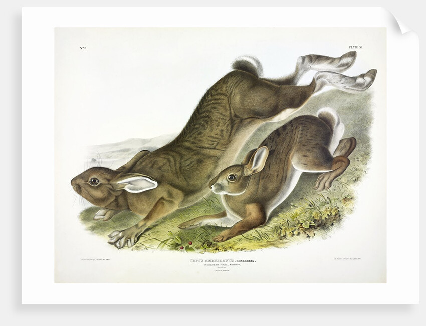 Northern Hare, Lepus Americanus, 1845 by John J. Audubon