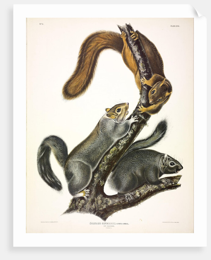 Cat Squirrel, Sciurus Cinereus, 1845 by John J. Audubon