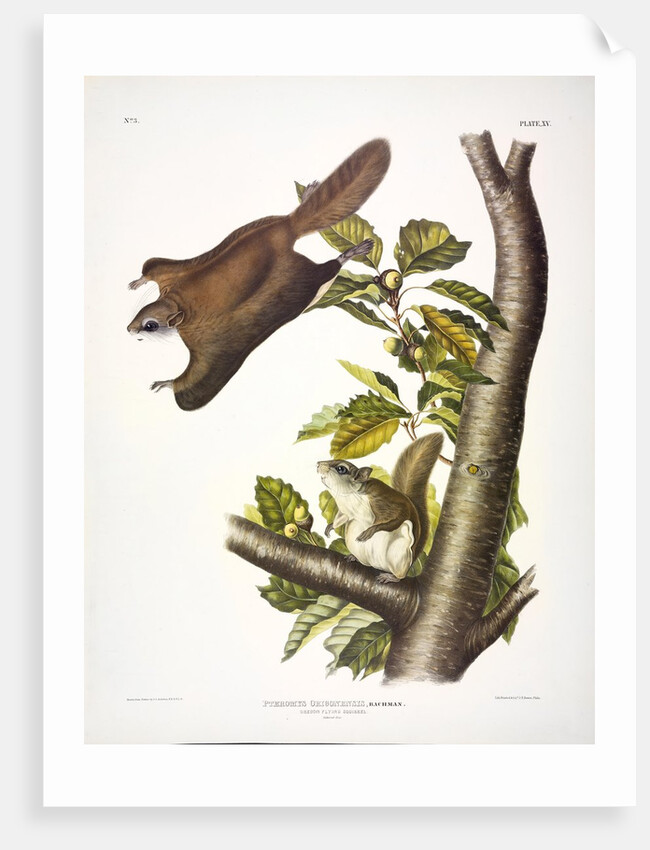 Oregon Flying Squirrel, Pteromys Origonensis, 1845 by John J. Audubon