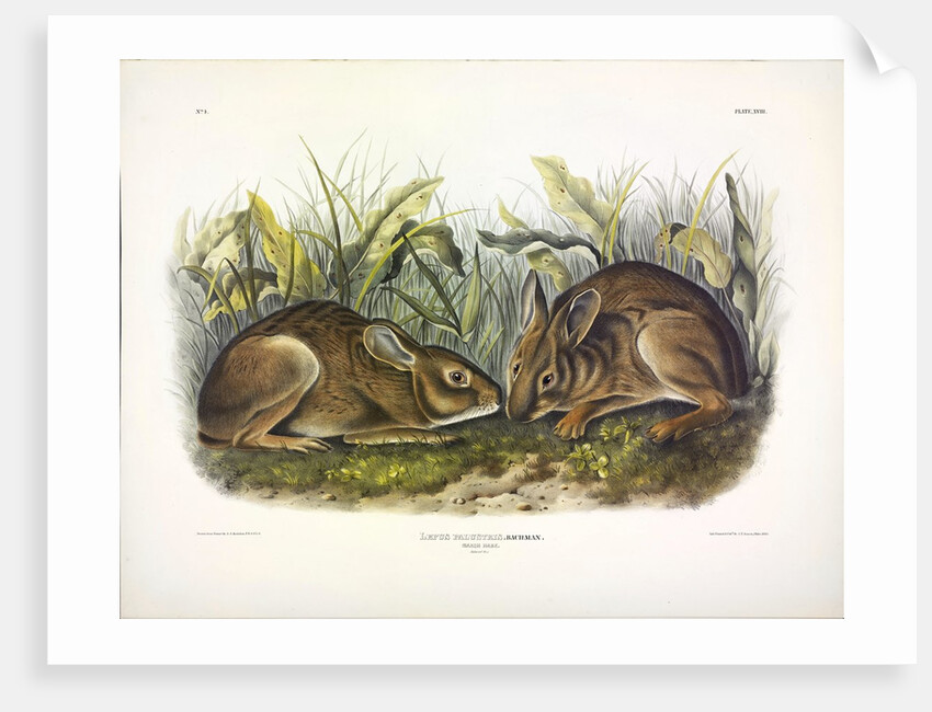 Marsh Hare, Lepus Palustris, 1845 by John J. Audubon