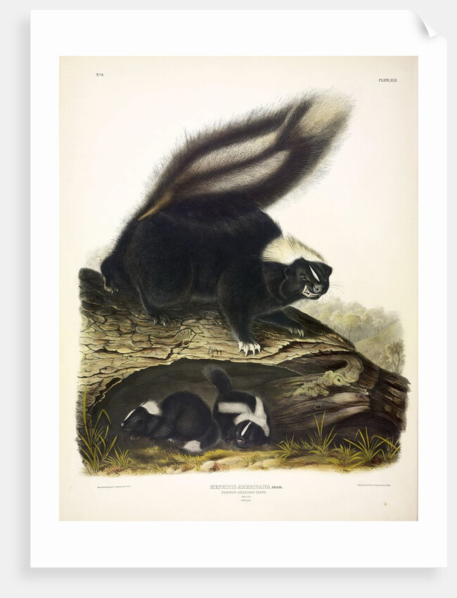 Common American Skunk, Mephitis Americana, 1845 by John J. Audubon