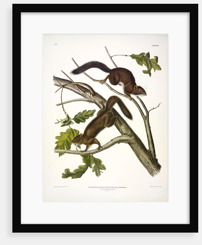 Soft-haired Squirrel, Sciurus Mollipilosus, 1845 by John J. Audubon
