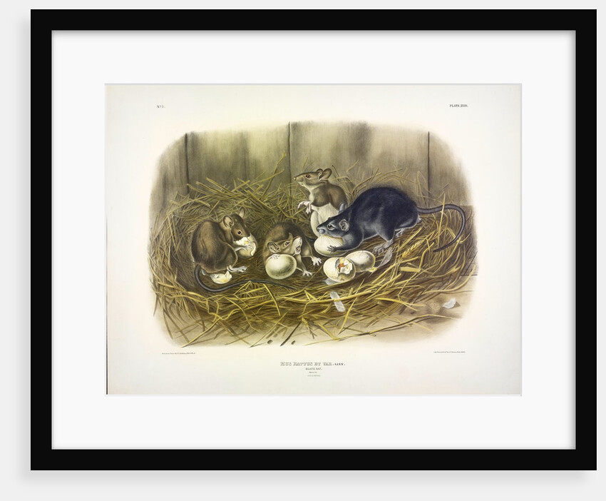 Black Rat, Mus Rattus et Var, 1845 by John J. Audubon
