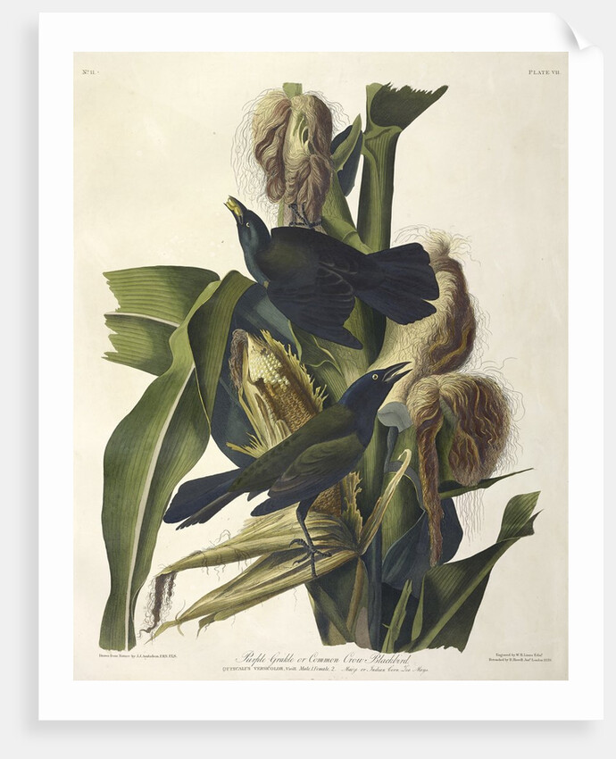 Purple Grakle or Common Crow Blackbird, 1845 by John J. Audubon