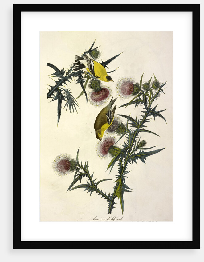 American Goldfinch, Fringilla Tristis, 1845 by John J. Audubon