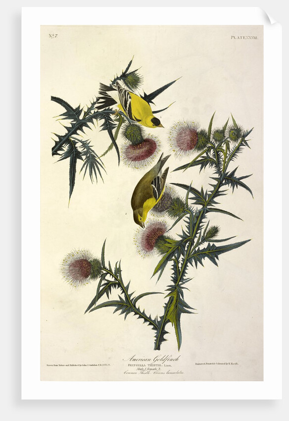 American Goldfinch, Fringilla Tristis, 1845 by John J. Audubon