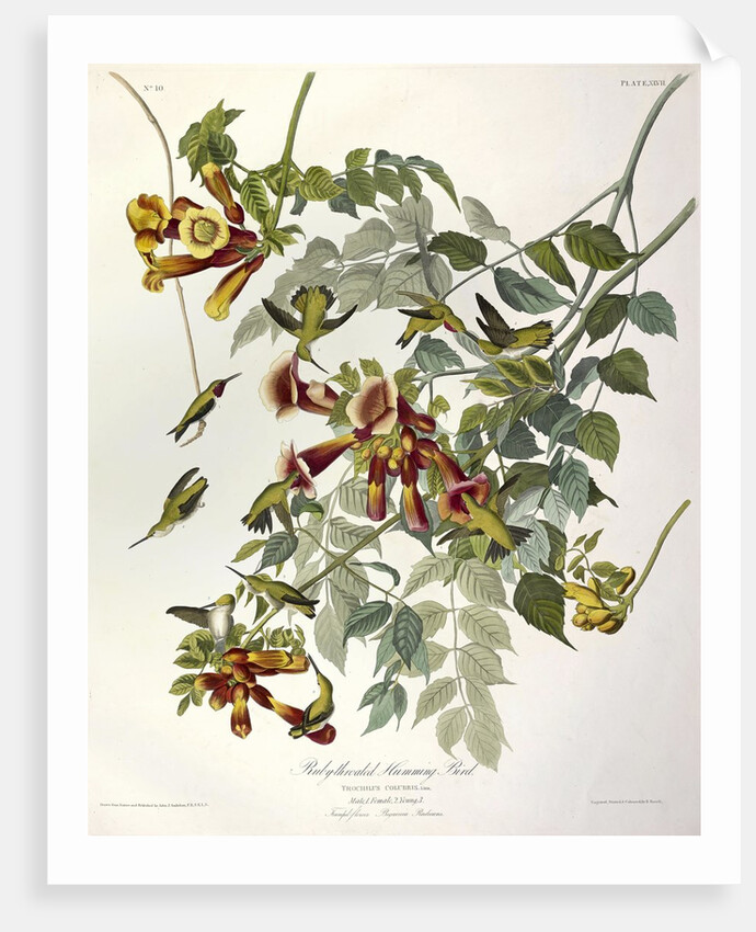 Ruby Throated Humming Bird, Trochilus Colubris, 1845 by John J. Audubon