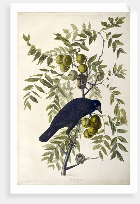 American Crow, Corvus Americanus, 1845 by John J. Audubon