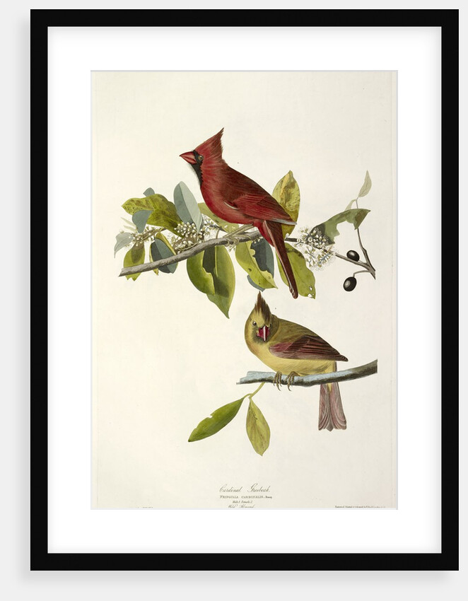Cardinal Grosbeak , Fringilla Cardinalis, 1845 by John J. Audubon