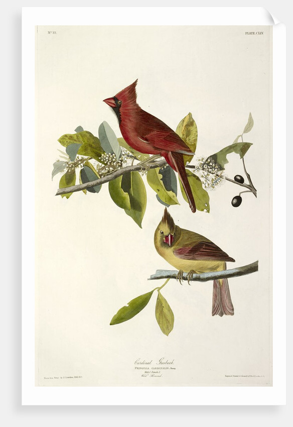 Cardinal Grosbeak , Fringilla Cardinalis, 1845 by John J. Audubon