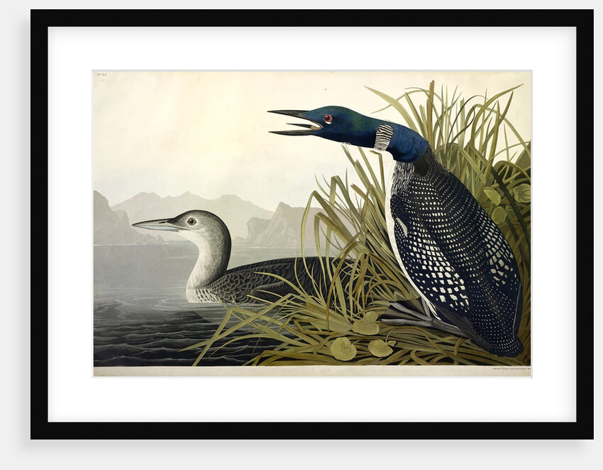 Great Northern Diver or Loon, Colymbus Glacialis, 1845 by John J. Audubon