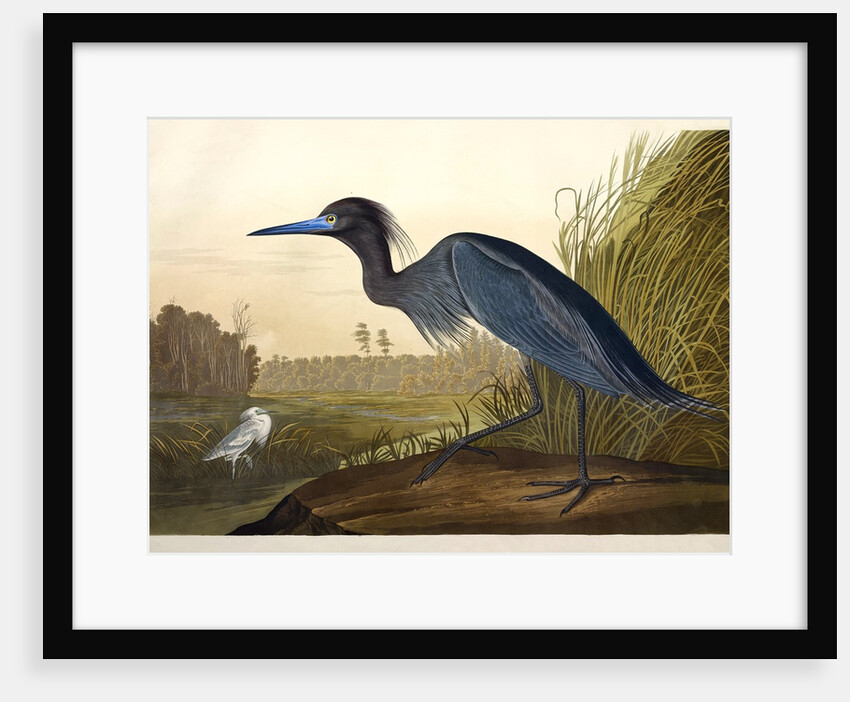 Blue Crane or Heron, Ardea Coerulea, 1845 by John J. Audubon