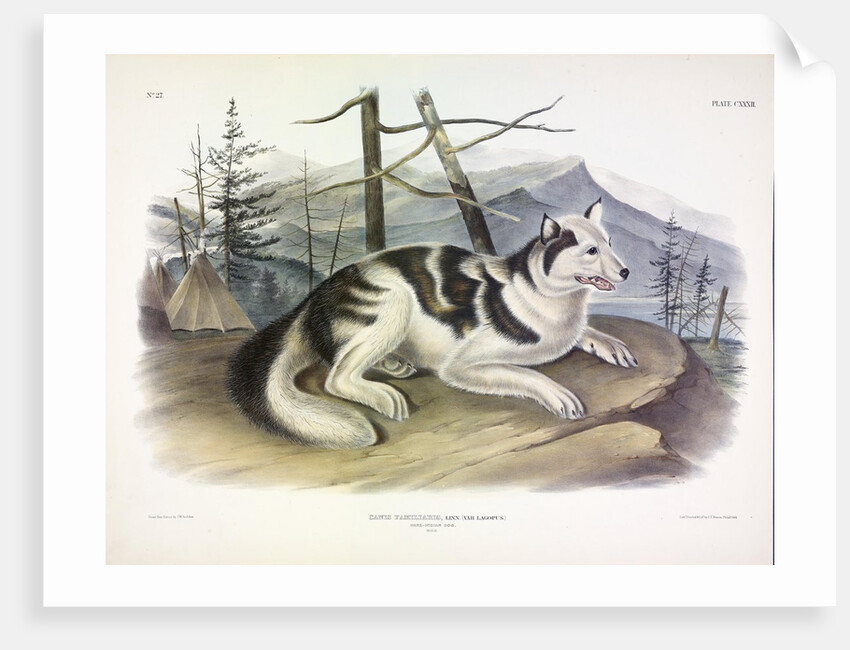 Hare-Indian Dog, Canis Familiaris, 1845 by John J. Audubon