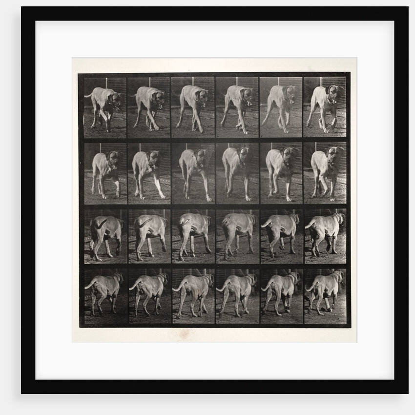 Dread Trotting, 1887 by Eadweard J. Muybridge; University of Pennsylvania