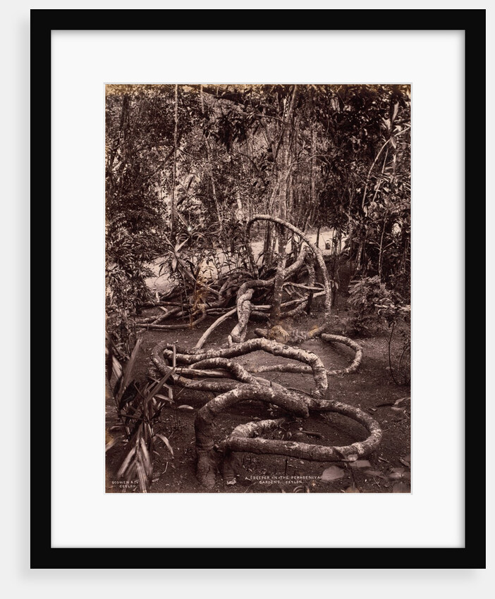 A Creeper in the Peradeniya Gardens, Ceylon, c. 1880 by Scowen & Co.