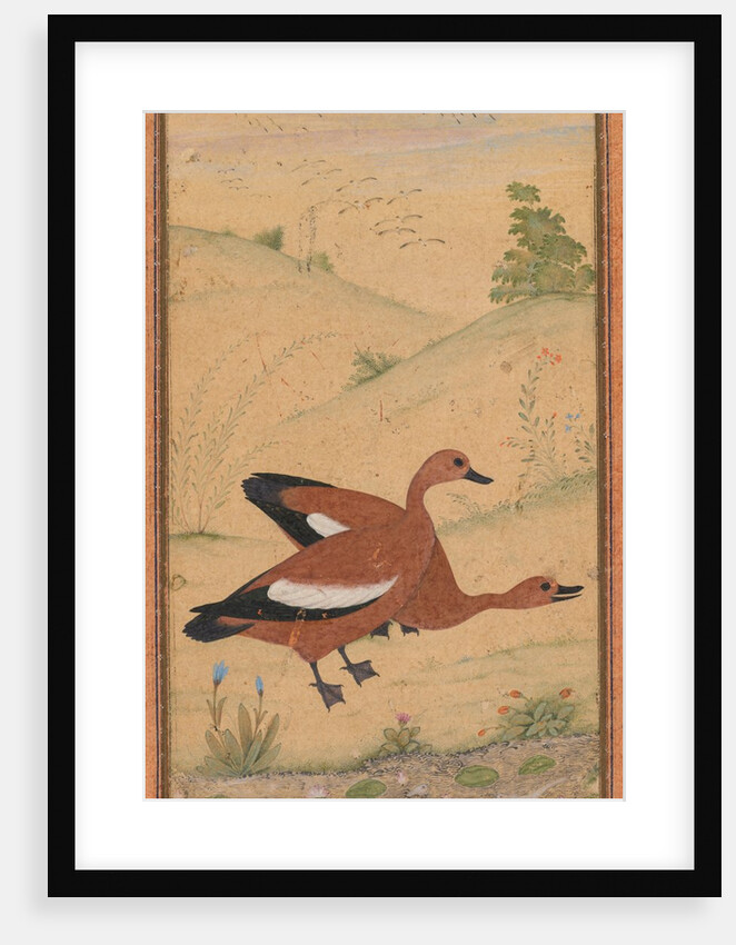 A pair of Brahminy ducks, c. 1595; borders added probably 1800s by Unknown