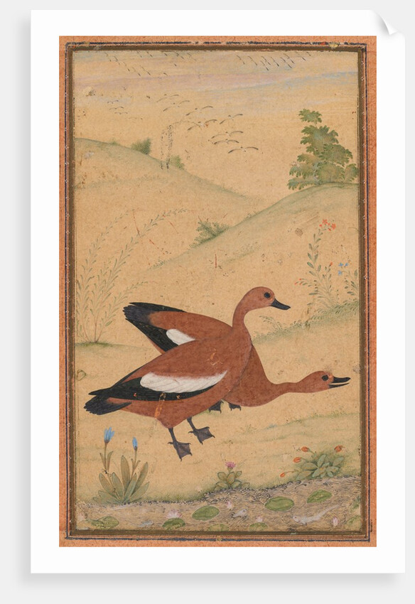 A pair of Brahminy ducks, c. 1595; borders added probably 1800s by Unknown
