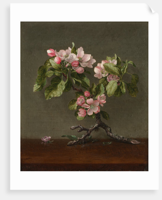 Apple Blossoms, 1873 by Martin Johnson Heade
